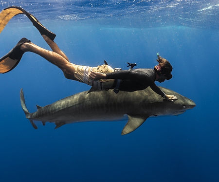Jordan_Spaulding_Ocean_Addict_Shark_Diving.jpeg
