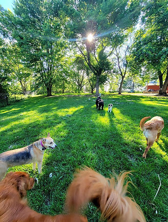 several dogs in the shade and sun.jpeg