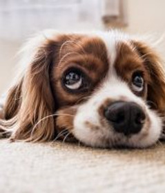 Clean-Pet-Stains-from-Carpets-Lahoma-Enid-300x200.jpg