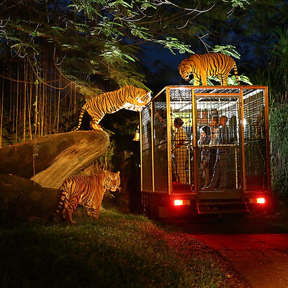 night-safari-singapore-review-singapore-night-safari-tips-night-safari-singapore-itinerary