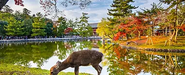 A-Deer-in-front-of-Todai-ji-in-Nara-Prefecture.webp