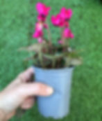 Thumbnail: Cyclamen 9 cm pot