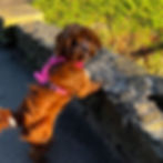 Cavapoo Bella wearing Barkridges Extra Small harness