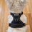 Thumbnail: TruFit Comfort premium dog harness | Black