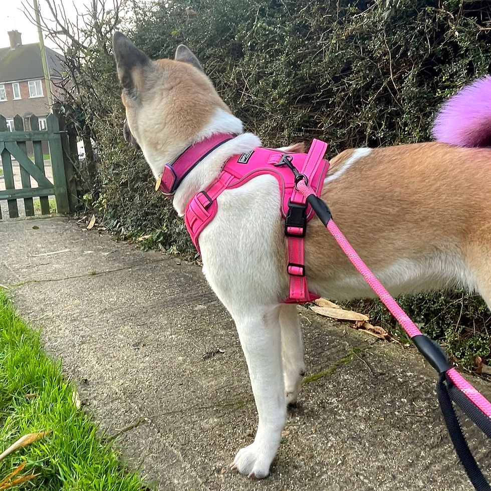 Akita Laiza wearing Barkridges Large harness