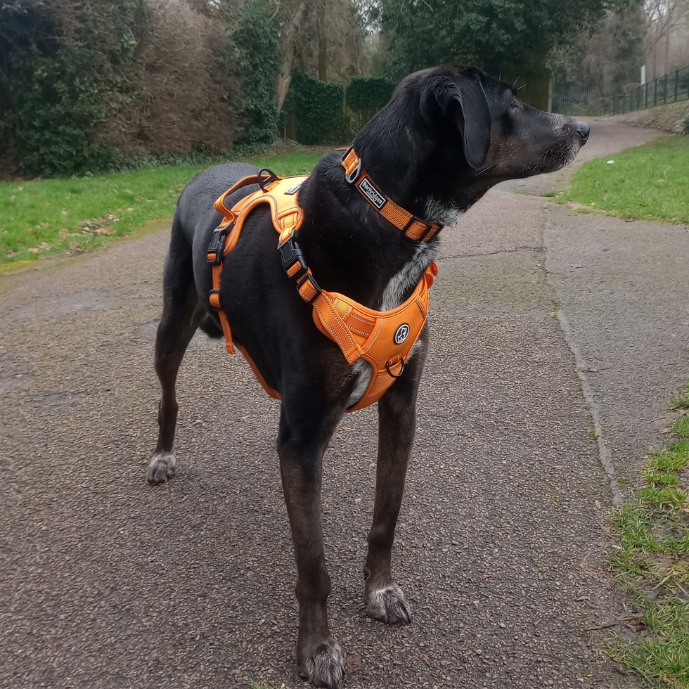 Thumbnail: TruFit Comfort premium dog harness | Papaya Orange