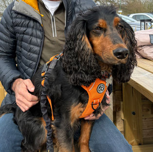 Cocker Spaniel in Barkridges® M Regular Fit dog harness