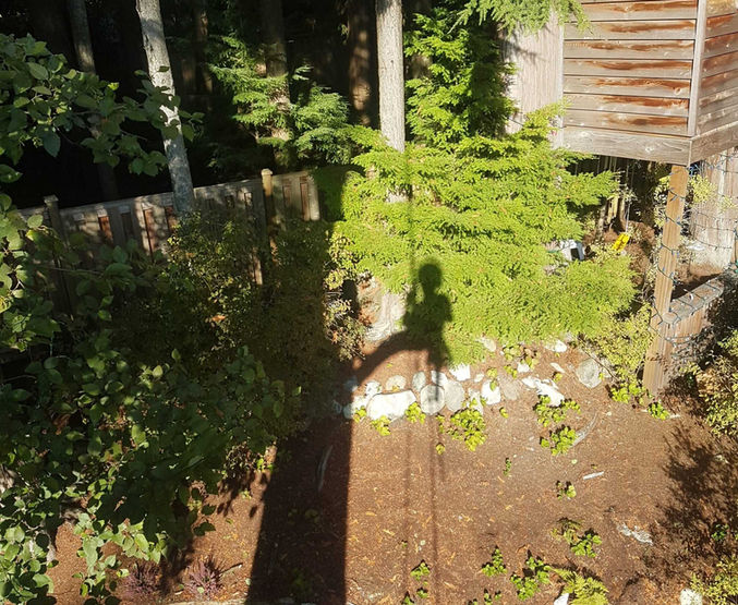 shadow of a tree surgeon on top of a tree