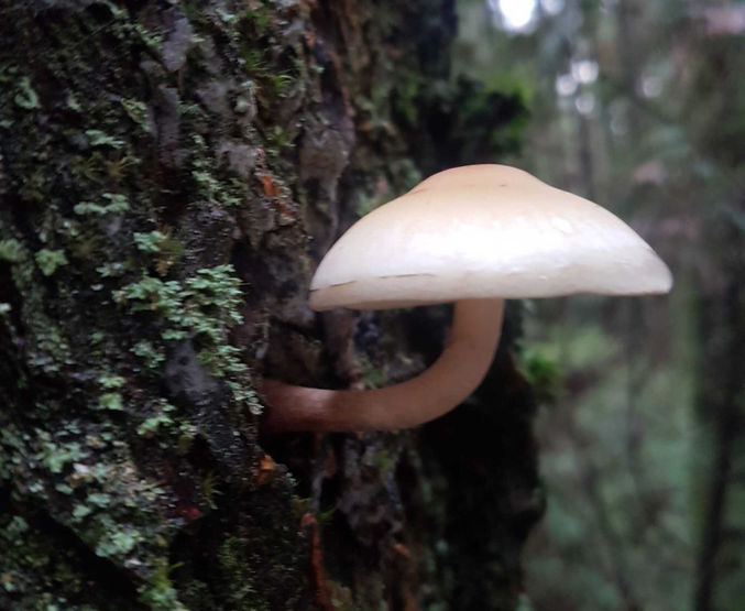 mushroom