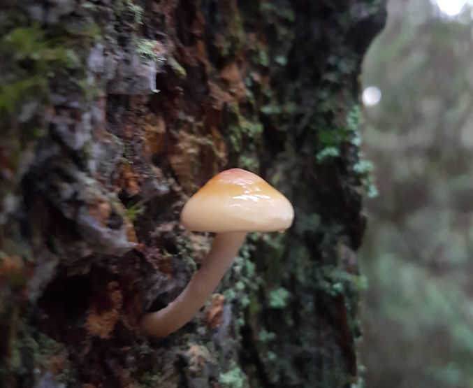 small mushroom attached to a tree