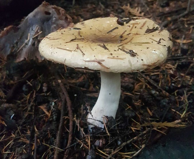 forest mushroom