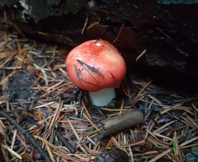 red mushroom