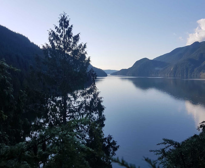 beautiful tall tree with lake and mountains on the  background