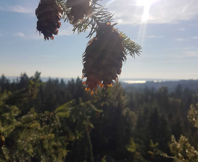 leaves with beautiful lake and sun on the background