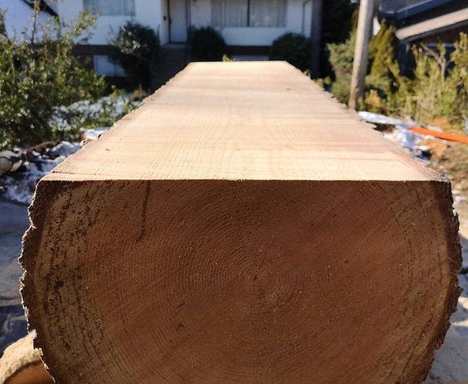 tree cut in half