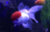 image4.jpeg