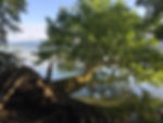 Baum am Genfersee