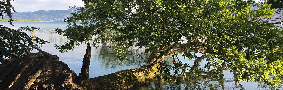 Baum am Genfersee