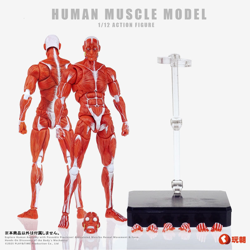 Miniatura: KEEPGOING Human Muscle Model Red 1/12 Scale Figure
