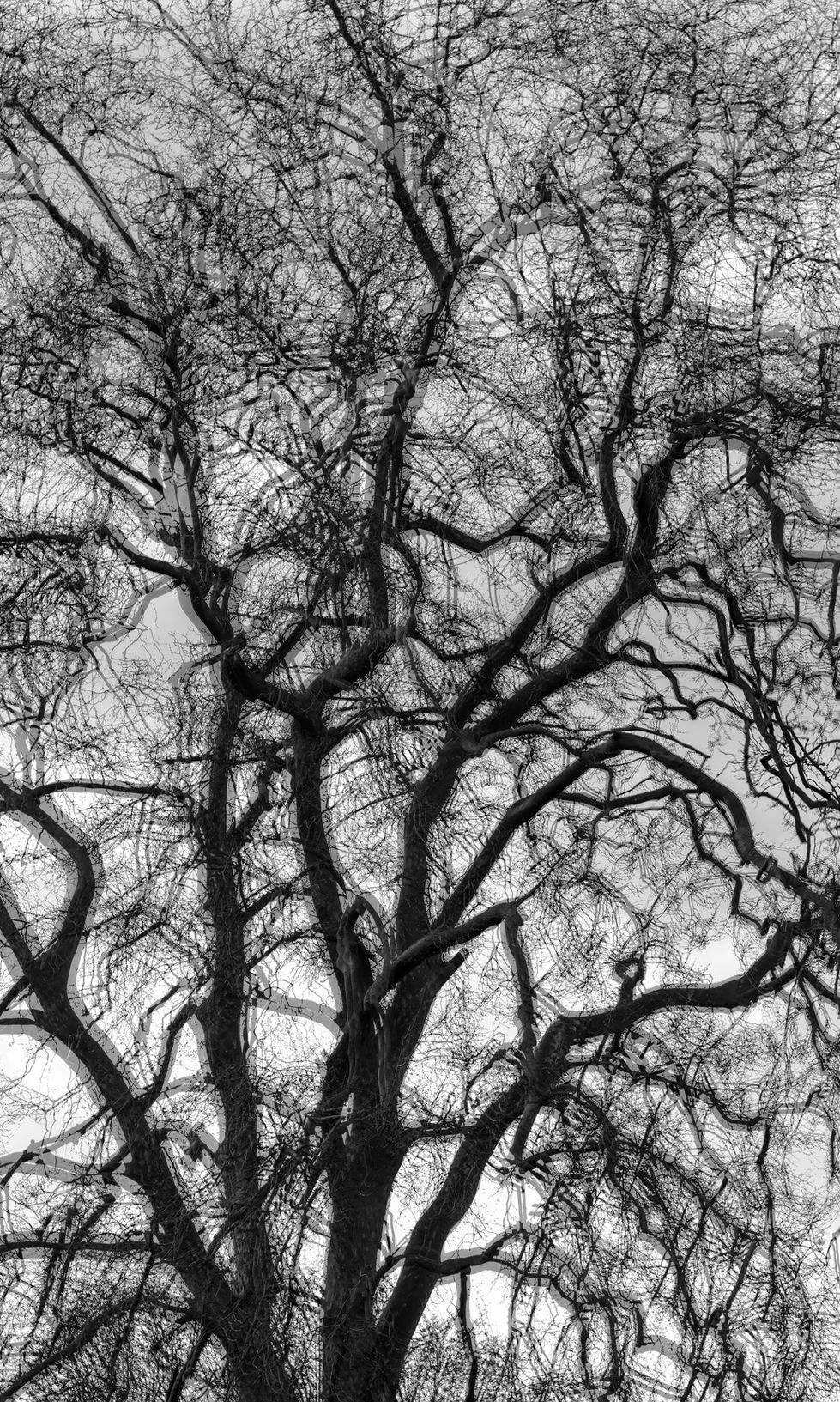 The Creepy Tree