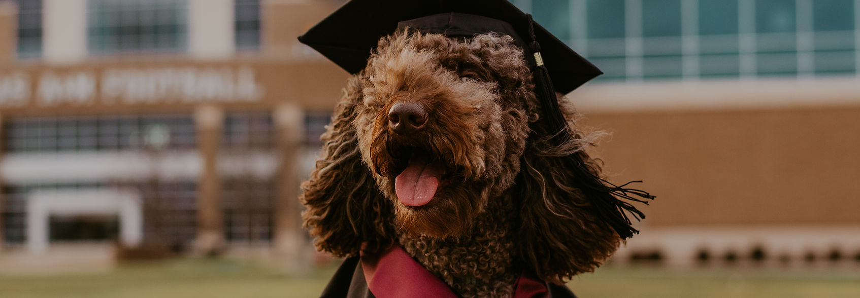 A dog wearing a graduation cap in front of Kyle field during photos.