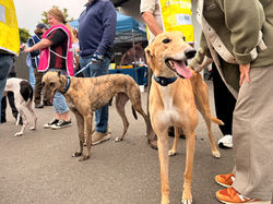 Record Pet Placements