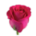 marina rose