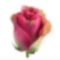 bellevue rose