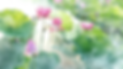 lotuses.png