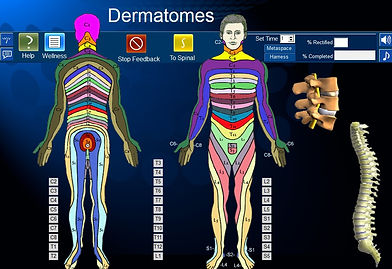 LIFE System Software Dermatomes full screen.jpg
