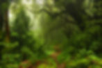 floresta nativa