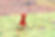 iowa-map.jpg