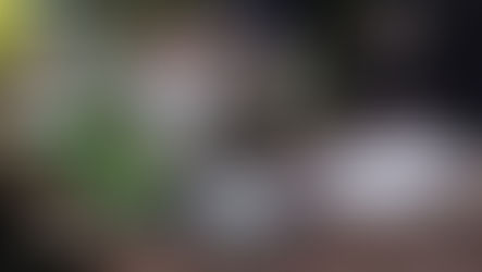 Vom Schulhof in den Kochtopf - Mit Heilkräutern kochen