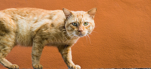 Chat qui marche