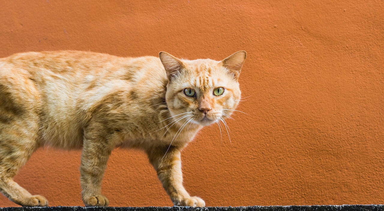 Paseo del gato