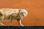 Cat Walking