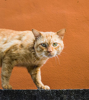 Ginger Cat Posing