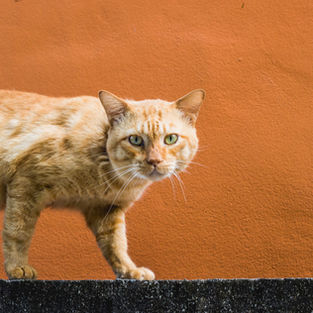 Кошачья ходьба