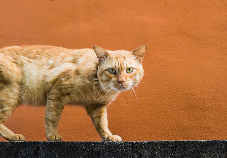 Cat Walking