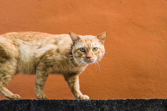 FERAL HOUSE CAT - INVASIVE