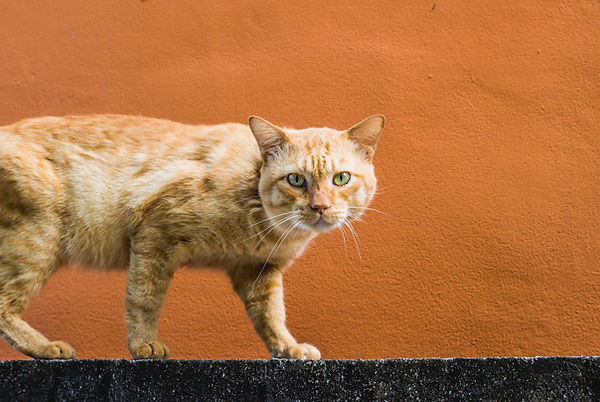 Cat Walking