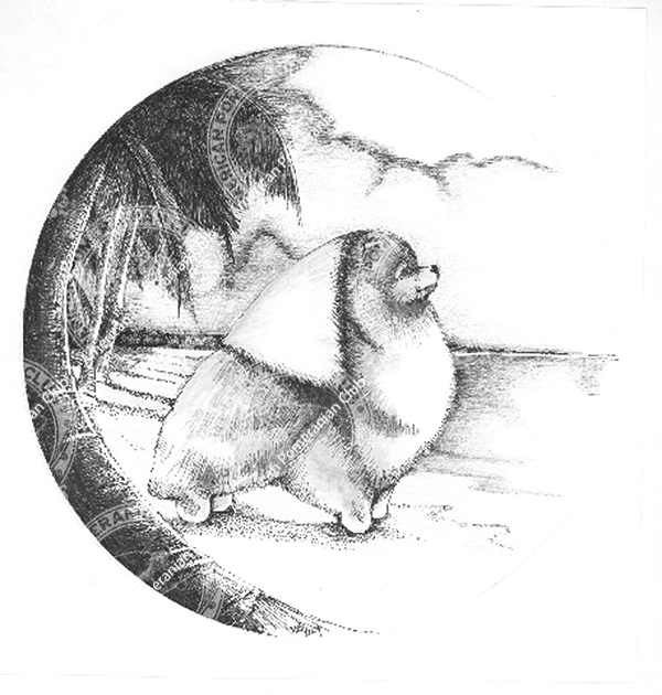 Pomeranian Club of Hawaii