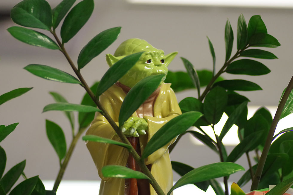 A Yoda figurine in a green potted plant.