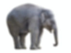 A large elephant against a white background.