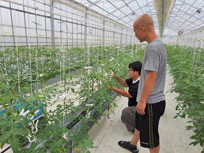 🍅ハウスではトマトが順調に育っています🍅