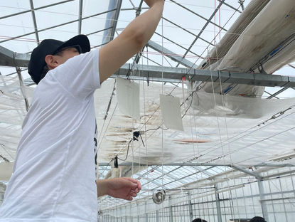 定植作業 その3 誘引設置から脇芽剪定作業