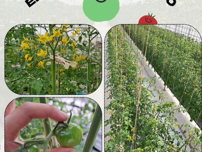 🍅天候も良くトマトたちは順調に育っています🍅