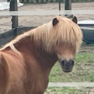 StA. Hettie v.d Bekkenkamp