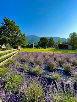 LAVENDER CFF.heic