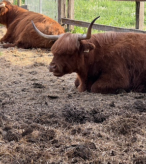 Beer farmers Cow Pemberton.HEIC